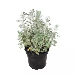 Artemisia arborescens 'Little Mice' / Ürömcserje