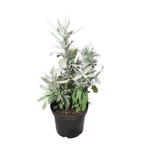 Artemisia ludoviciana 'Valerie Finnis' / Gyopáros üröm