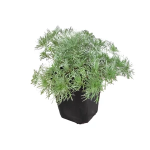Artemisia schmidtiana 'Nana' / Fényeslevelű üröm