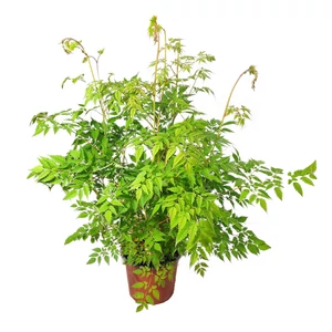 Aruncus 'Horatio'  / Tündérfürt