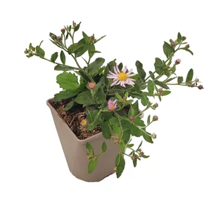 Aster ageratoides 'Asran' / Ázsiai őszirózsa Aster ageratoides 'Asran' / Ázsiai őszirózsa