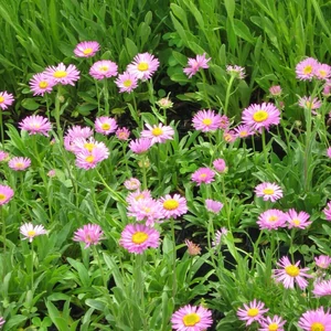 Aster alpinus 'Happy End' / Havasi őszirózsa