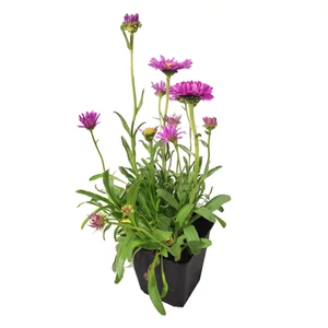 Aster alpinus 'Happy End' / Havasi őszirózsa