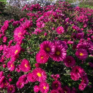 Aster dumosus 'Jenny' / Törpe őszirózsa