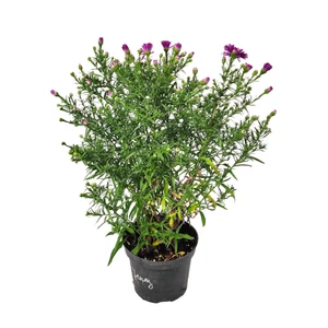Aster dumosus 'Jenny' / Törpe őszirózsa