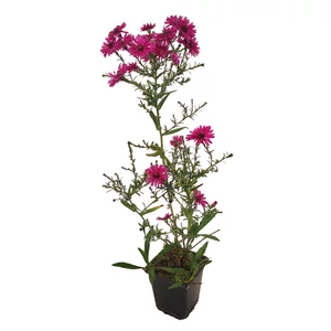 Aster dumosus 'Jenny' / Törpe őszirózsa