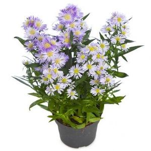 Aster dumosus 'Prof. Anton Kippenberg' / Évelő őszirózsa