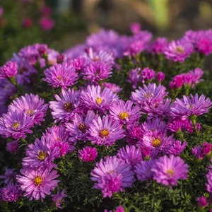 Aster dumosus ‘Rosenwichtel' / Törpe őszirózsa