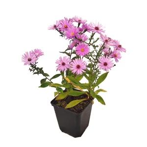Aster dumosus ‘Rosenwichtel' / Törpe őszirózsa