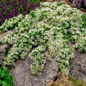 Aster ericoides 'Snow Flurry' / Tűlevelű őszirózsa