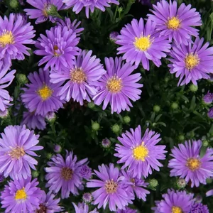 Aster novi-belgii 'Magic Blue' / Kopasz őszirózsa