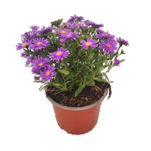 Aster novi-belgii 'Magic Blue' / Kopasz őszirózsa Aster novi-belgii 'Magic Blue' / Kopasz őszirózsa