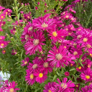 Aster novi-belgii 'Winston Churchill' / Kopasz őszirózsa