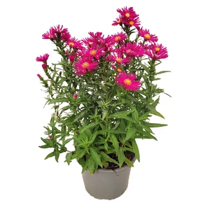 Aster novi-belgii 'Winston Churchill' / Kopasz őszirózsa