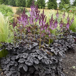 Astilbe 'Dark Side of the Moon' / Tollbuga