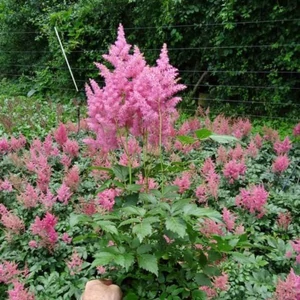 Astilbe japonica 'Rheinland' / Tollbuga