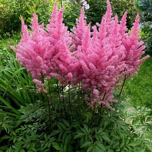 Astilbe x arendsii 'Gloria Purpurea' / Kerti tollbuga