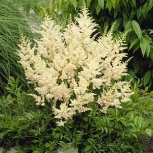 Astilbe x arendsii 'Snowdrift' / Fehér virágú kerti tollbuga