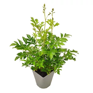Astilbe x arendsii 'Snowdrift' / Fehér virágú kerti tollbuga