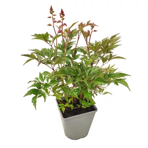 Astilbe x arendsii 'Zuster Theresa' / Rózsaszín virágú kerti tollbuga