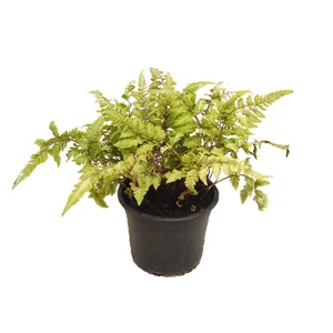 Athyrium niponicum var. pictum 'Burgundy Lace' / Japán hölgypáfrány Athyrium niponicum var. pictum 'Burgundy Lace' / Japán hölgypáfrány