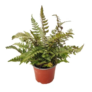 Athyrium niponicum / Japán hölgypáfrány