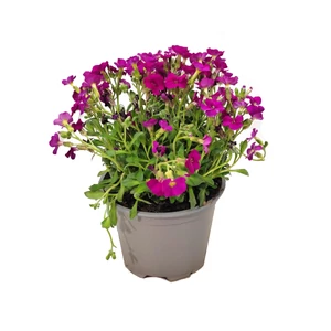 Aubrieta hybrida 'Axcent Deep Purple' / Lila virágszínű pázsitviola