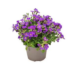Aubrieta hybrida 'Axcent Light Blue' / Halványkék virágszínű pázsitviola