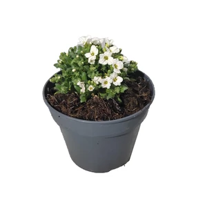 Aubrieta hybrida 'Axcent White' / Fehér virágszínű pázsitviola