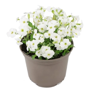 Aubrieta hybrida 'Axcent White' / Fehér virágszínű pázsitviola