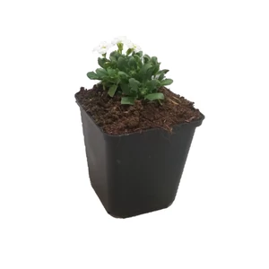 Aubrieta hybrida 'Axcent White' / Fehér virágszínű pázsitviola