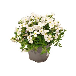Aubrieta hybrida 'Regado White' / Fehér virágszínű pázsitviola