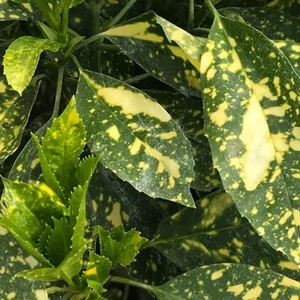 Aucuba japonica 'Crotonifolia' / Japán babérsom