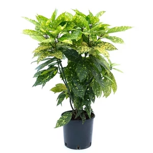 Aucuba japonica 'Crotonifolia' / Japán babérsom