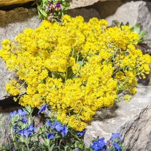 Aurinia saxatilis 'Gold Cushion' / Sziklai ternye