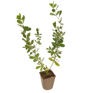 Baptisia hybrid 'Chocolate Chip' / Borsófürt