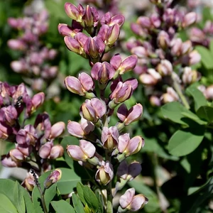 Baptisia Decadence® Deluxe 'Pink Truffles' / Borsófürt