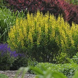 Baptisia Decadence® 'Lemon Meringue' / Borsófürt