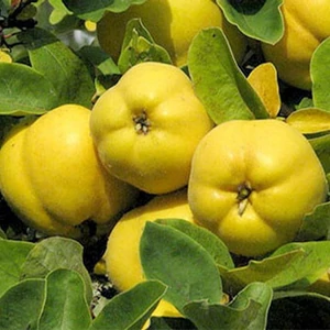 Cydonia oblonga 'Bereczki bőtermő' / 'Bereczki bőtermő' birsfa (szabadgyökeres)