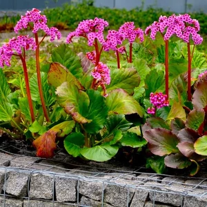 Bergenia cordifolia 'Bressingham Ruby' / Rózsaszín virágszínű szívlevelű bőrlevél