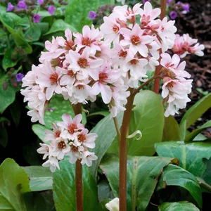 Bergenia cordifolia 'Bressingham White' / Fehér virágszínű szívlevelű bőrlevél