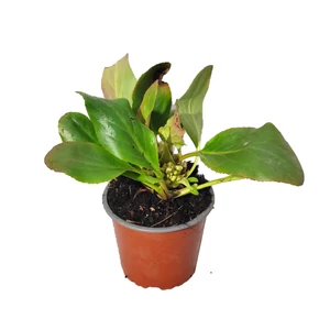 Bergenia cordifolia 'Bressingham White' / Fehér virágszínű szívlevelű bőrlevél