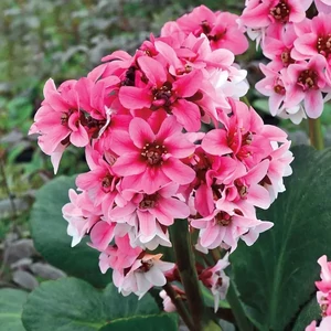 Bergenia hybrida 'Dragonfly Sakura' / Szívlevelű bőrlevél