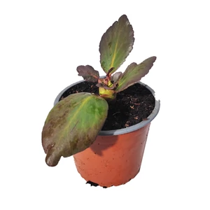 Bergenia hybrida 'Dragonfly Sakura' / Szívlevelű bőrlevél