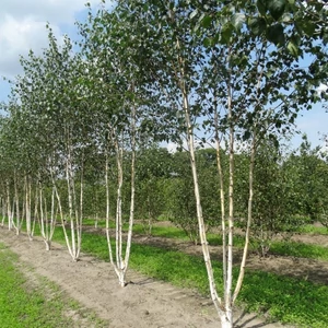 Betula utilis 'Doorenbos' / Himalájai nyírfa