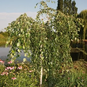 Betula utilis 'Long Trunk' / Csüngő himalájai nyírfa