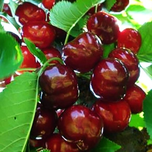 Prunus avium 'Bigarreau Burlat' / 'Bigarreau Burlat' cseresznyefa