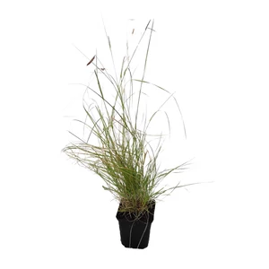Bouteloua gracilis / Alacsony szúnyogfű
