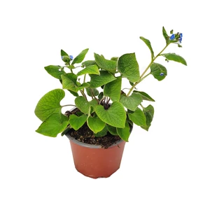 Brunnera macrophylla / Kaukázusi nefelejcs