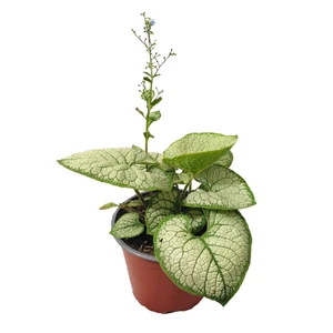 Brunnera macrophylla 'Sea Heart' / Kaukázusi nefelejcs